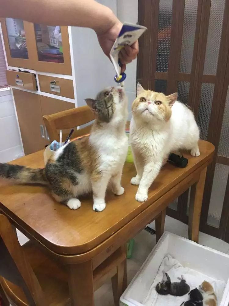 猫咪疫苗去宠物医院打靠谱吗,打疫苗辟谣