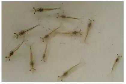 虾放冰箱和技巧,养虾放苗前的准备工作