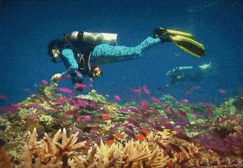 泰国斯米兰岛世界十大浮潜圣地,泰国斯米兰潜水