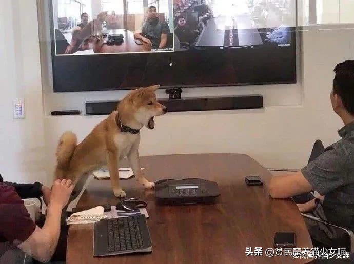 西班牙狗狗一天被遛38次,西班牙狗狗一天被遛33次