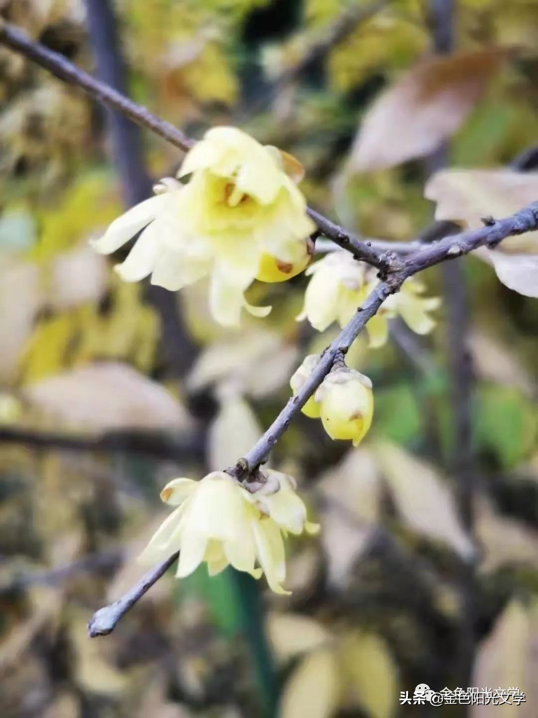 送外婆暖手宝,给外婆送月饼日记