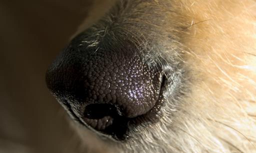 狗狗原来黑鼻子为啥现在黑红鼻子,狗狗的鼻子为啥由黑变红