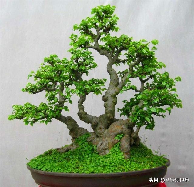 盆景落叶是什么原因引起的,盆景树落叶怎么办