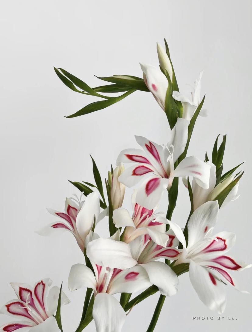 家里要有氛围感什么花比较好,家里高级的花