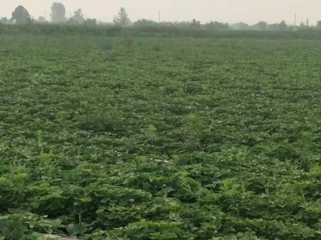 “团团大集”已近尾声，还没购置年货的小伙伴继续购购购