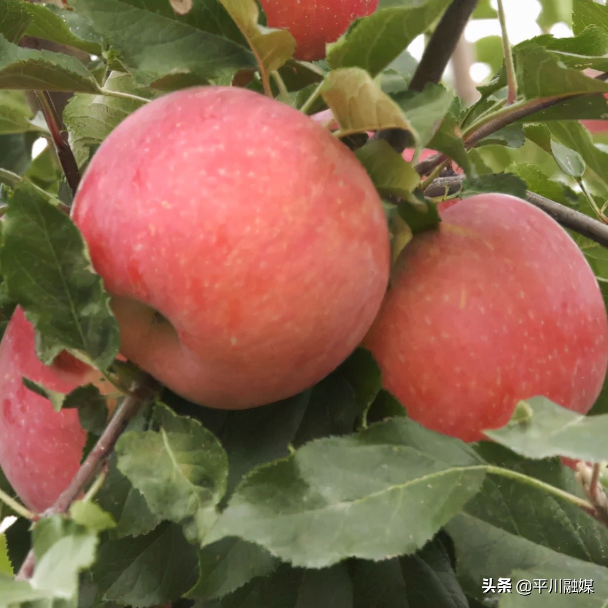 又香又脆又甜的苹果,好吃的苹果又脆又甜青苹果