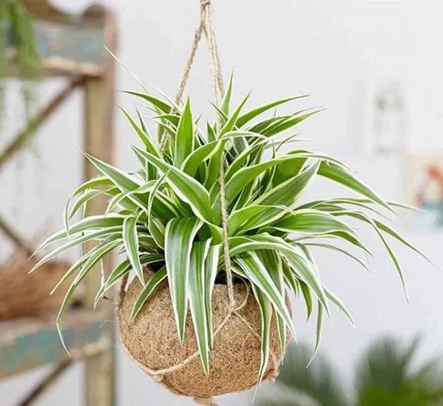 除甲醛排名第一的植物是绿萝吗,新房除甲醛是植物好还是活性炭好