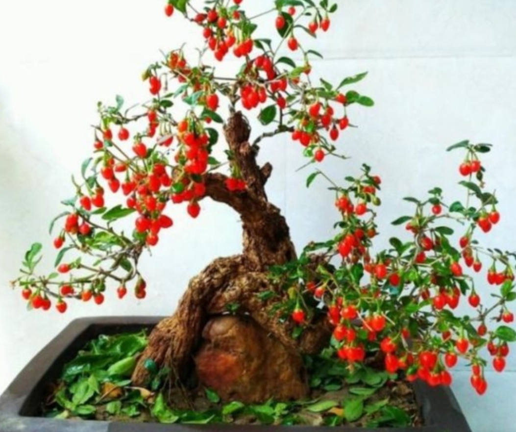 十种不适合做盆景的植物,盆景不用浇水品种