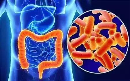 肠道里有个细菌王国