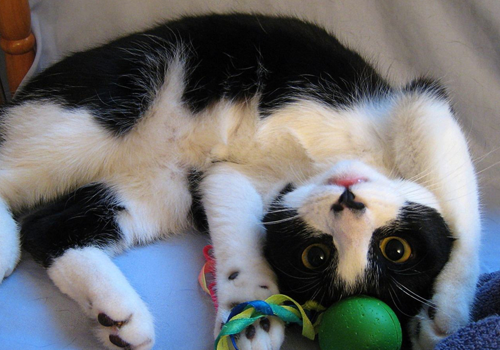 发情前绝育还是发情后绝育好,发情中做绝育会立即停止发情吗