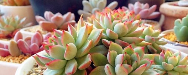 怎么种多肉叶插,怎么种多肉老桩才能成活