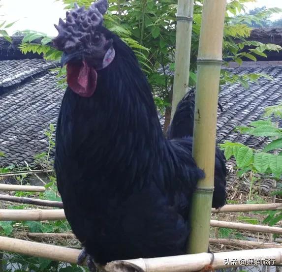 万源秦川锁,四川万源是处于秦岭吗