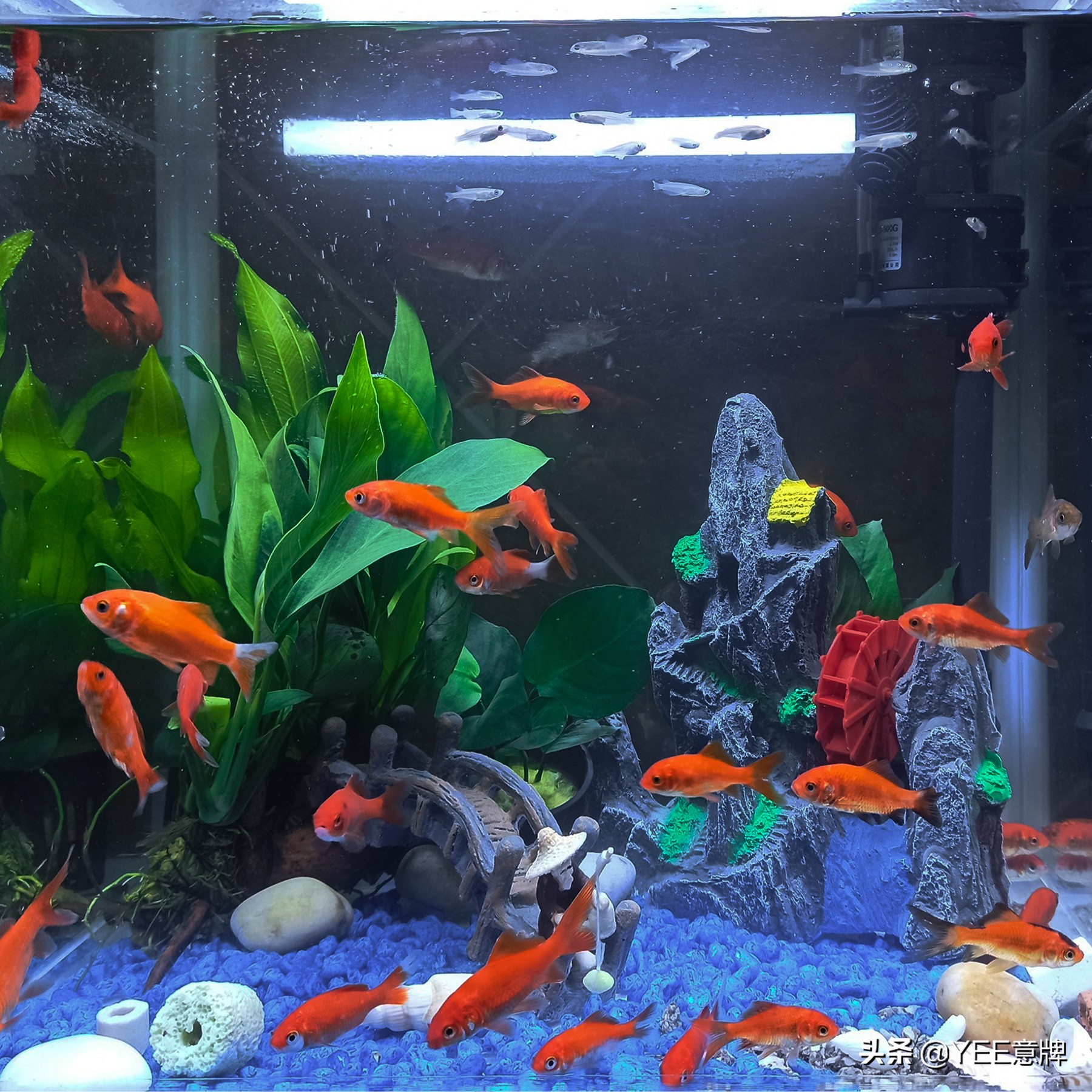 鱼缸一直浑水也不清澈,如何使鱼缸的绿藻长得快又不浑水