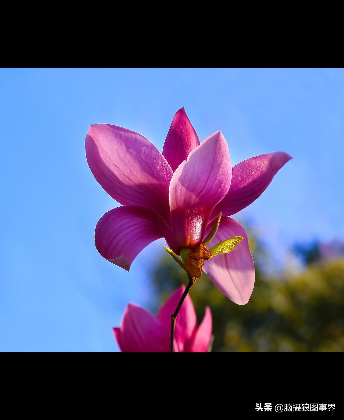 16张照片的风景大片,特别好看的花照片背景图