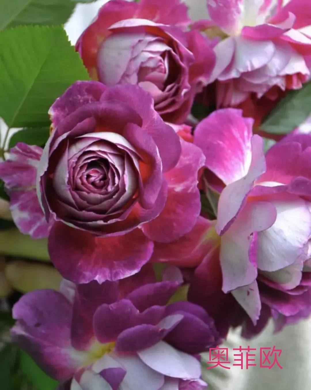 木村卓功推荐的月季,木村卓功月季