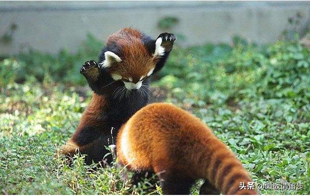 青城山最高端酒店,成都青城山六星级酒店