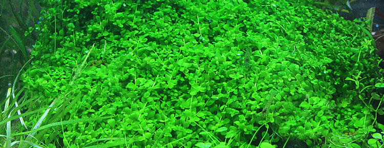 水草种子开缸教程新手入门,草缸水草刚种下需要加二氧化碳么