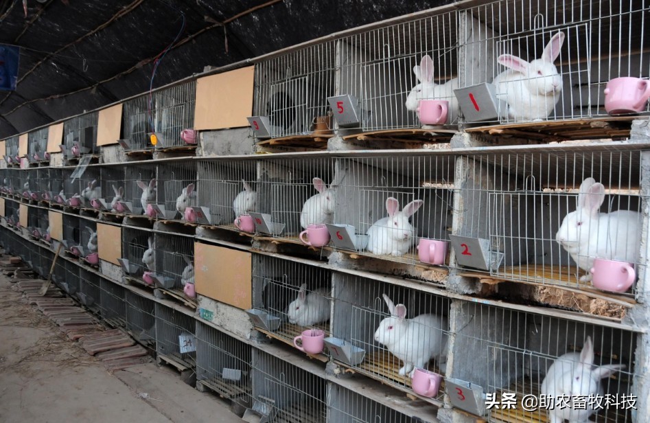 兔臭味怎么去除,兔臭怎么办