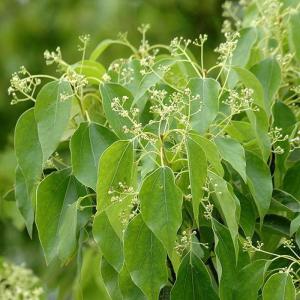 湖南省郴州白露镇,湖南省郴州桂阳