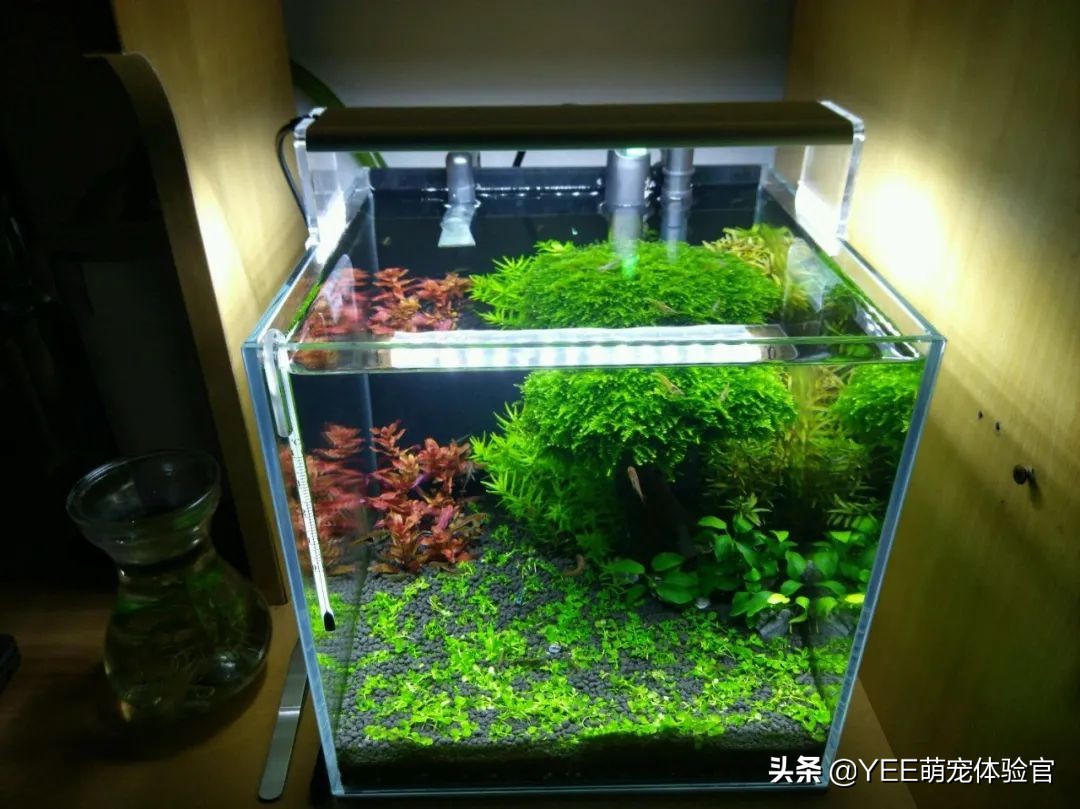 怎么去除黑毛藻和绿藻,除黑毛藻最好的办法