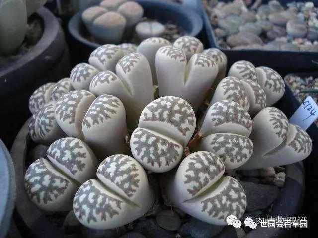 当中药碰上多肉，好吃又健康