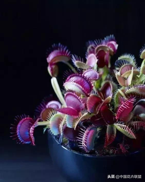 打翻了调色盘的花,打翻了调色盘的美景