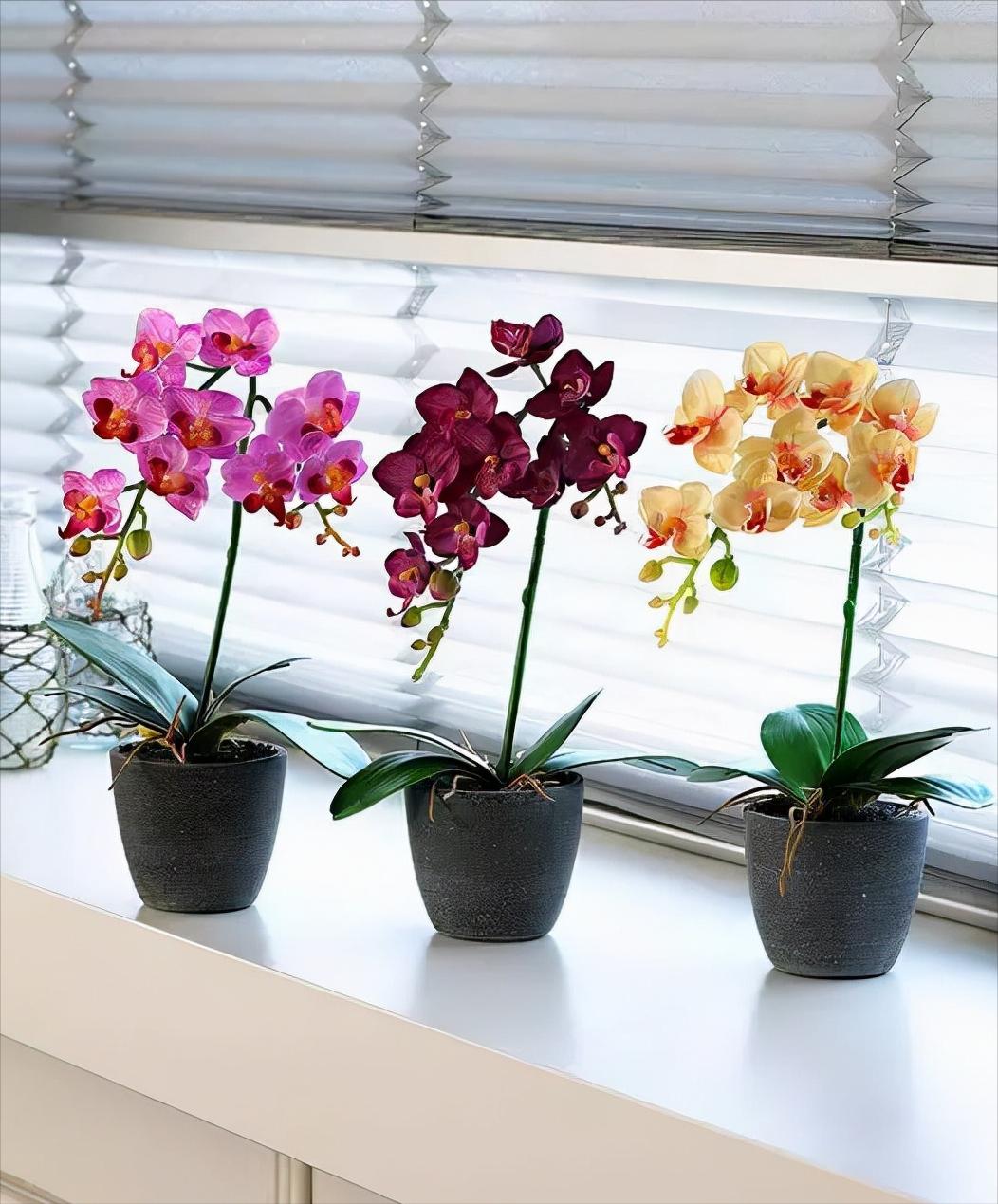 鍏拌姳绉嶇被鍥鹃壌,鐪嬭姦澶磋鲸鍏拌姳绉嶇被