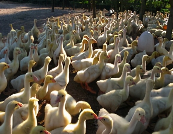 小鹅关节肿胀是什么病,小鹅肿腿怎么回事及治疗