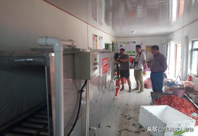 樱桃好吃树难栽，已经过时了，关键是要掌握好这些标准管理技术