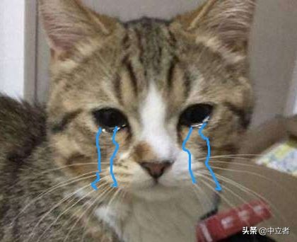 猫咪舔塑料袋是啥原因,猫咪舔人手代表什么意思