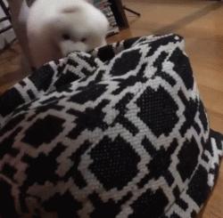 别再说笼养狗狗不好了,小恶魔萨摩耶