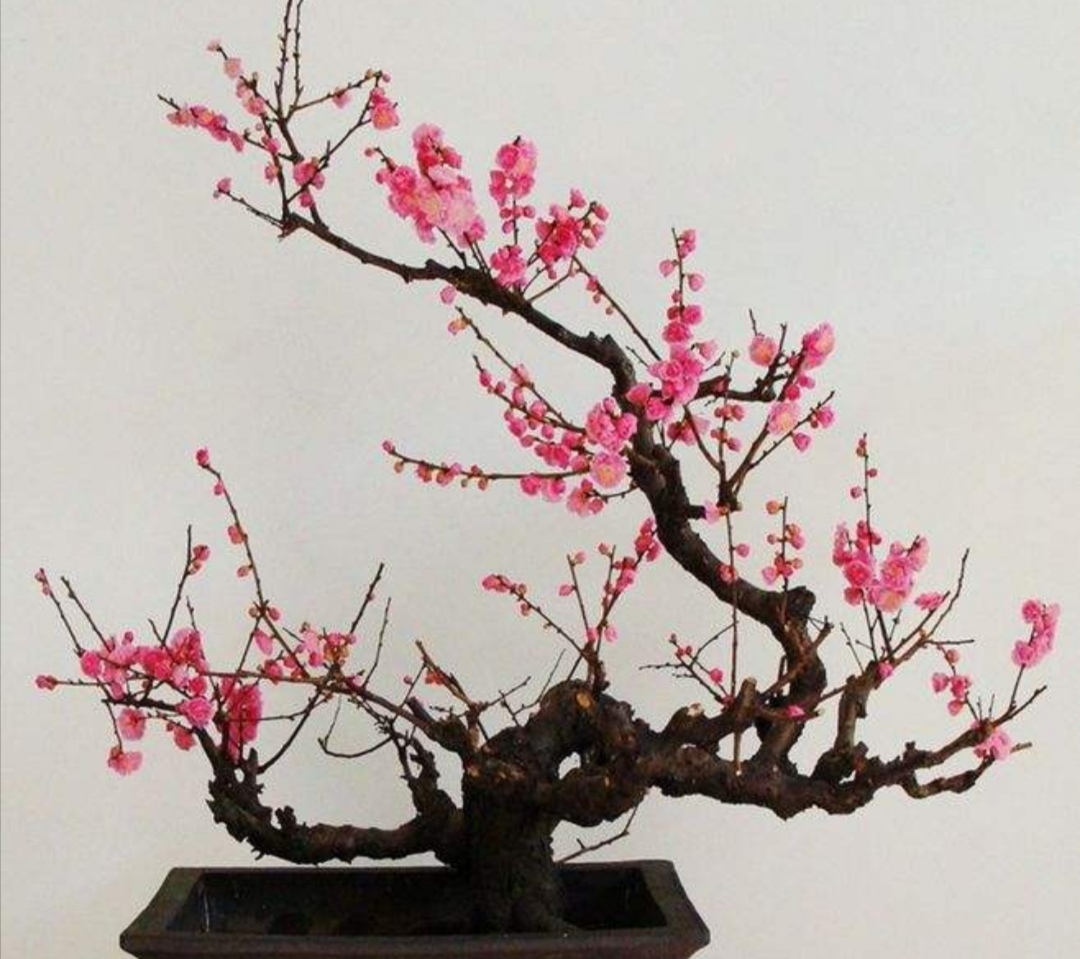 梅花开花少、不开花，应注重5个细节，春节前后就能开花满枝