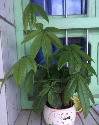 发财树叶子低垂怎么回事,发财树叶子不舒展卷曲怎么办