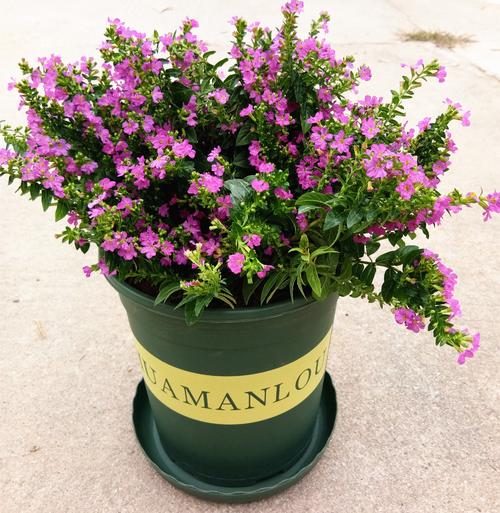 满天星绚烂,满天星的养护方法简写