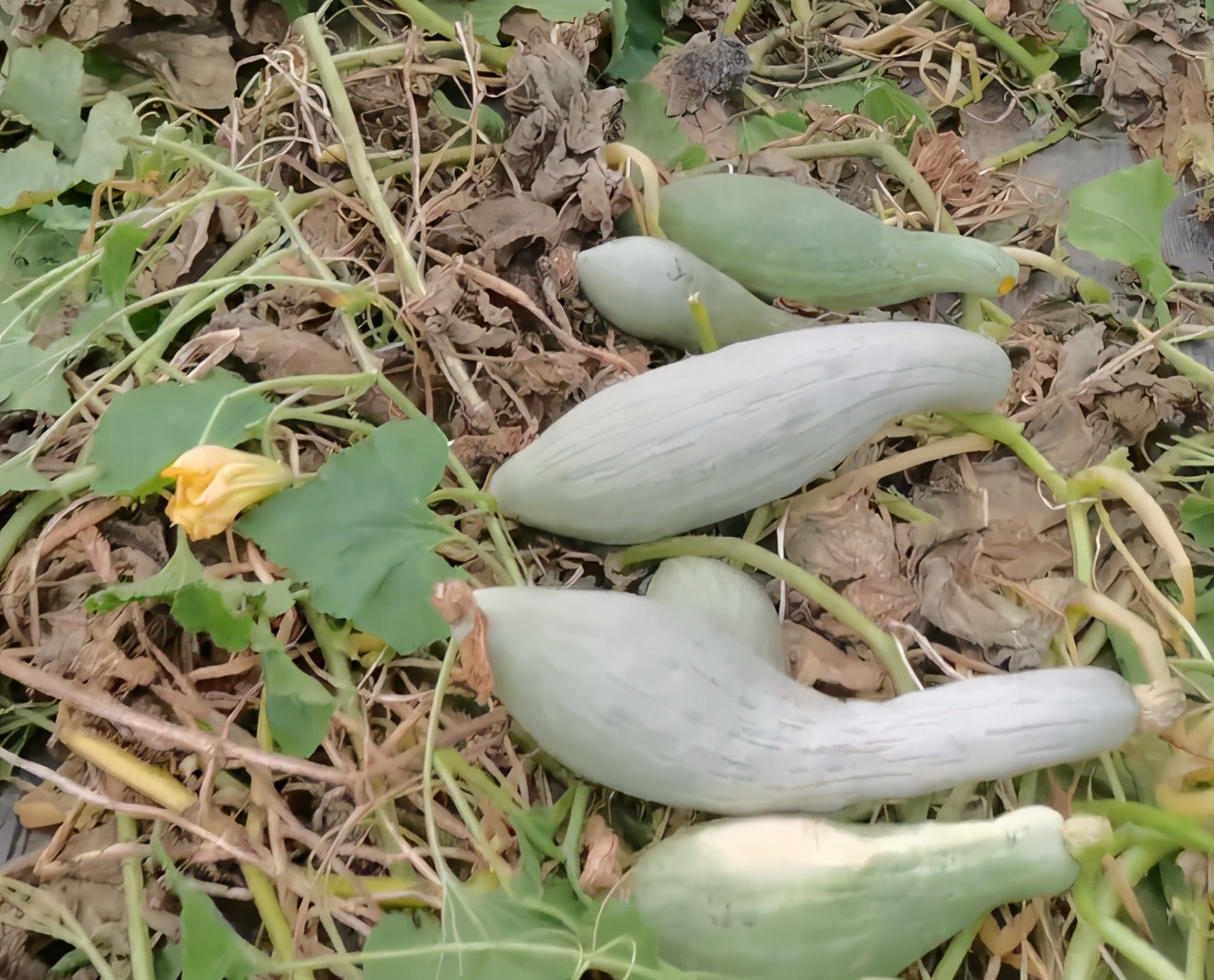 种的南瓜不甜怎么办,种南瓜不开花怎么办