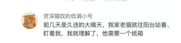 猫咪太聪明严重影响铲屎官脱单啊,猫咪所有的活力都留给了铲屎官