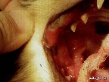 别让宠物医院榨干铲屎官的钱包——小毛病，不求人「外创篇-下」