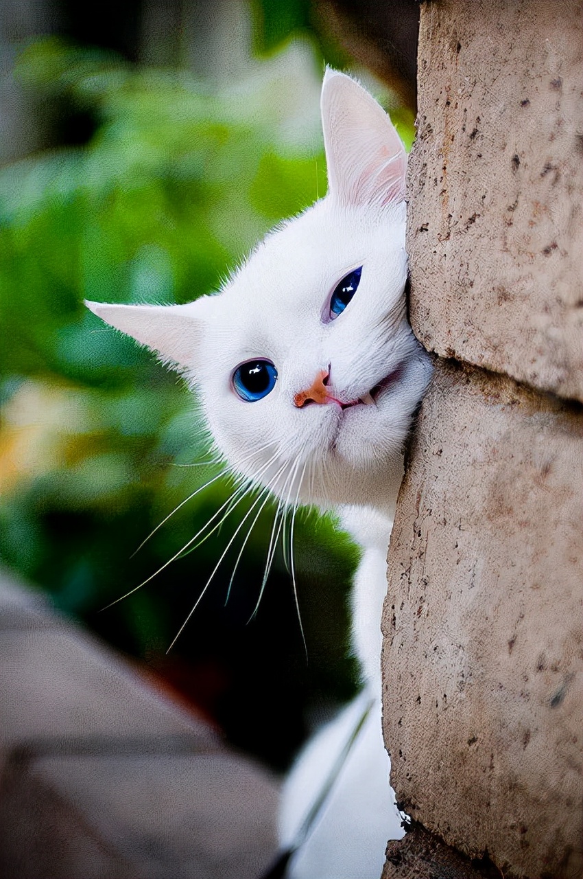 中华田园橘白猫脾气好吗,中华田园白猫配什么猫