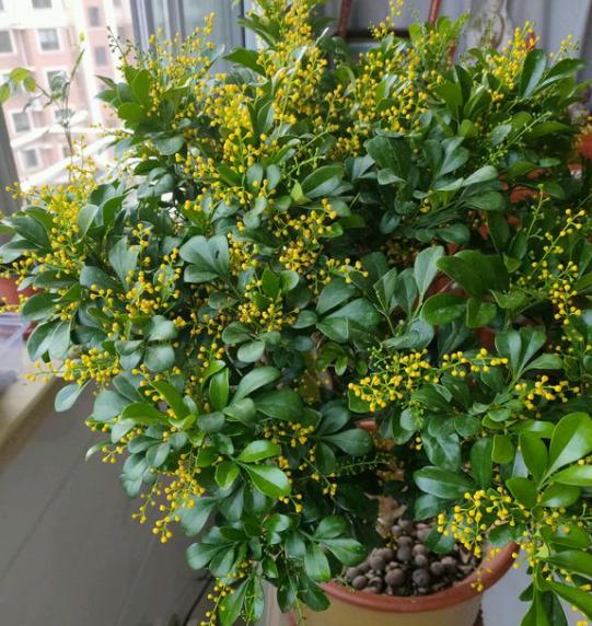 米兰用什么土养殖方法,米兰的养殖方法及注意事项图片