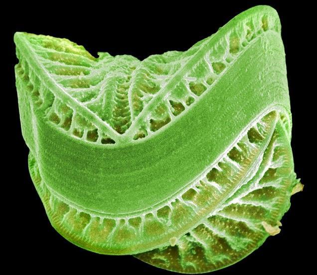 最聪明的浮游生物,神奇的浮游生物