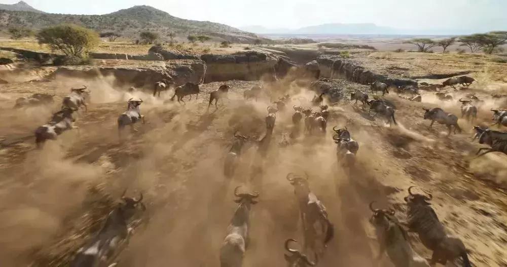 真实版的狮子王,现实版狮子王比想象的更残酷