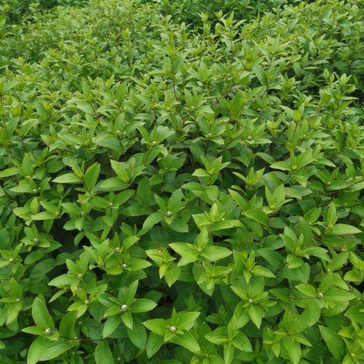 药材苍术根腐病防治方案,苍术根腐病是哪种菌引起的