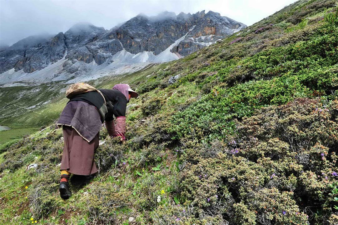 冬虫夏草现价一斤多钱,冬虫草卖五六万一斤值吗