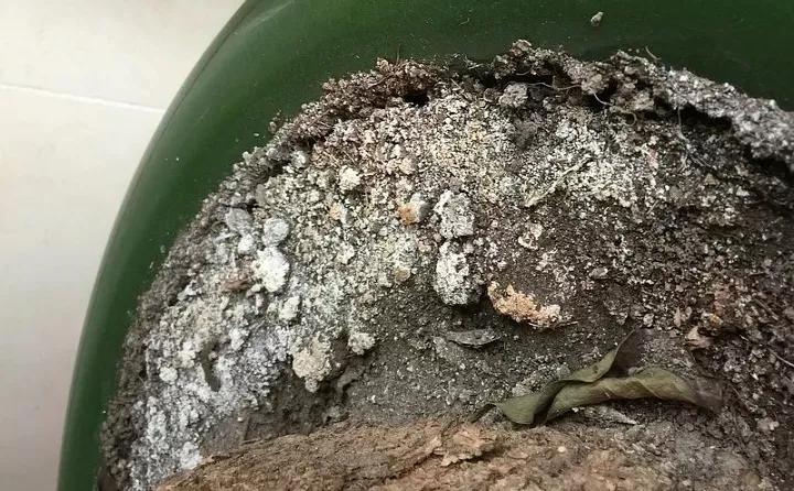 养花技巧土壤板结,养花小技巧土壤变酸变碱