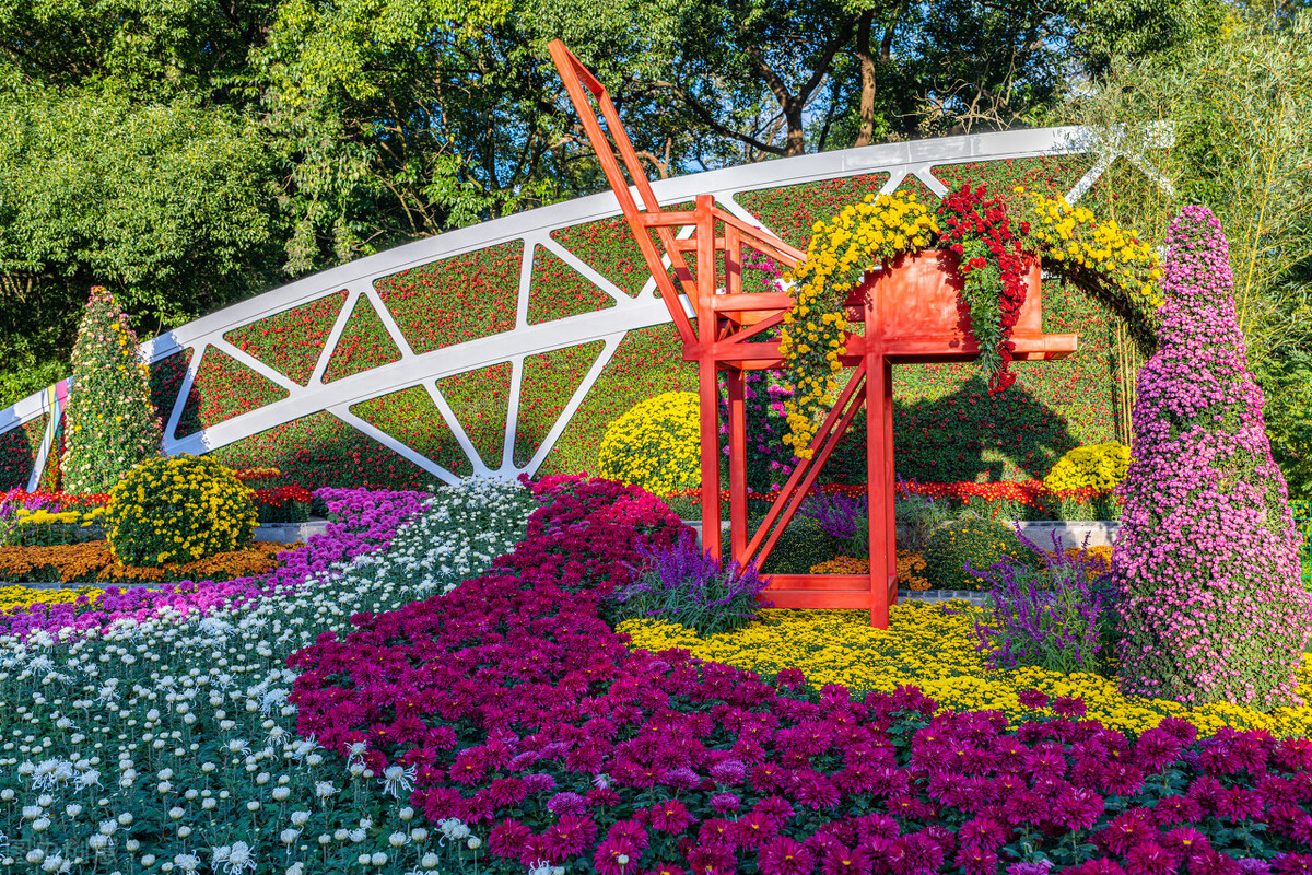 重阳节赏菊正当时，推荐国内这9个地方的赏菊好去处，沉浸式赏花