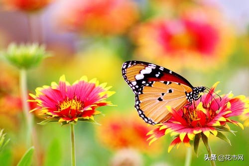 鲜花包装怎么显大,鲜花包装详细教程