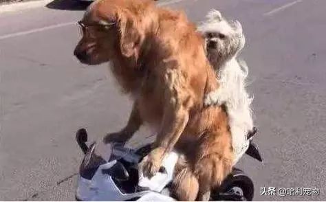 抖音狗狗颜值排行前十的狗,盘点抖音最火宠物狗