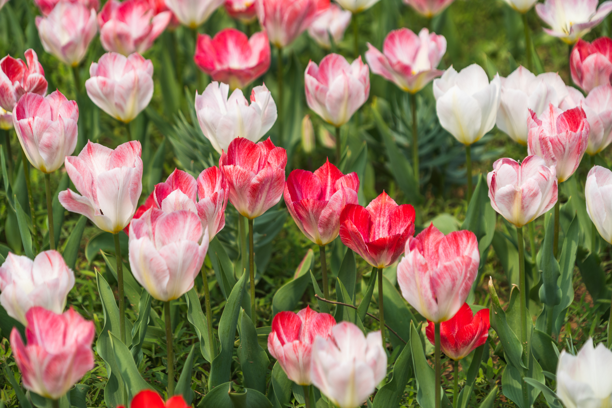 国际鲜花港郁金香,看郁金香北京国际鲜花港