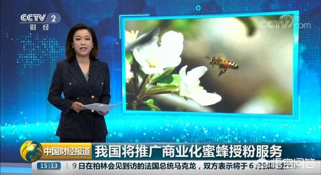 预言蜜蜂灭绝真相,爱因斯坦预言蜜蜂消失人类灭亡