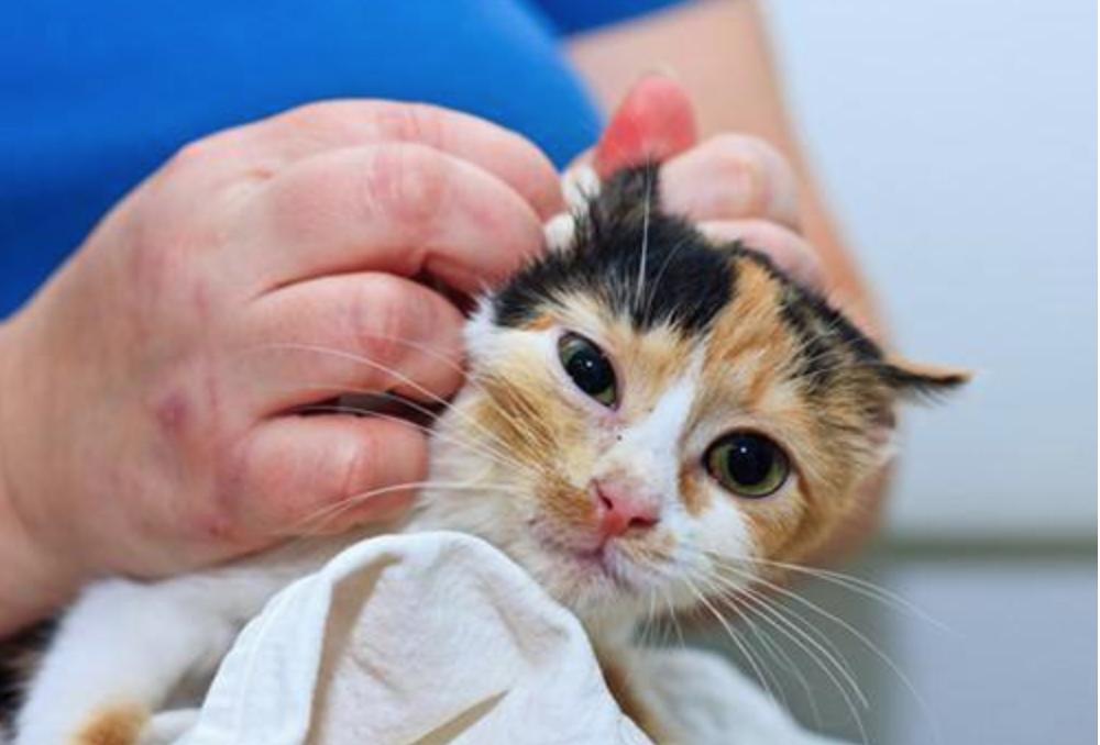 猫咪洗澡防止水进耳朵,猫咪洗澡耳朵进水会怎么样